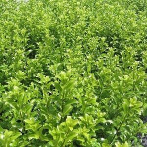 Pittosporum Mountain Green - Pb3
