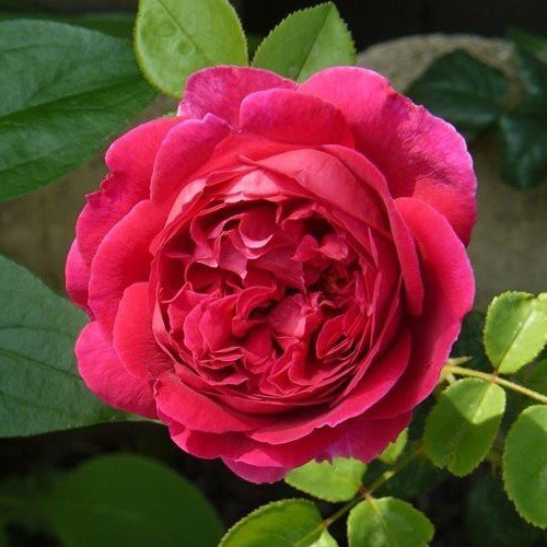 Rose Othello (Austin bush rose) - Image 2