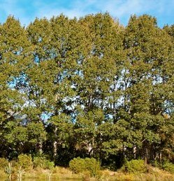 Populus yunnanensis, Chinese Poplar - Pb12