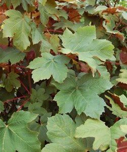 Acer pseudoplatanus Purpurea, Sycamore Maple - Pb8