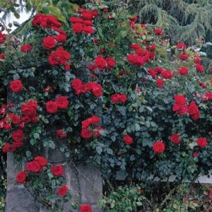 Rose Dublin Bay (climbing)