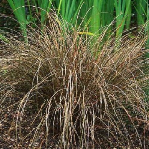 Carex flagellifera, Bronze Hair Sedge - Pot - Image 2