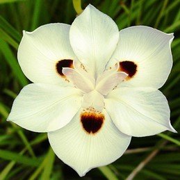 Dietes bicolor - Pb3