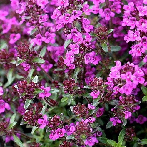 Thymus Ruby Carpet, Creeping Thyme - 1Ltr - Image 2