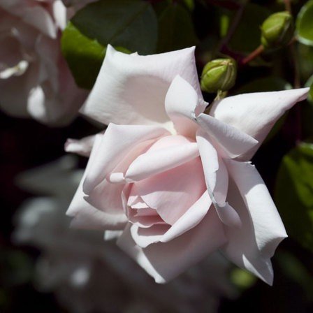 Rose New Dawn (climbing)
