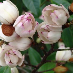 Michelia Mixed Up Miss 'Standards' - 5Ltr