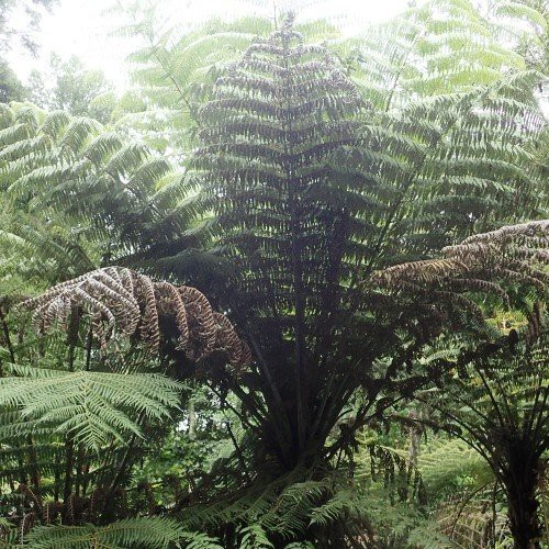 Cyathea dealbata, Silver Fern - Pb6.5