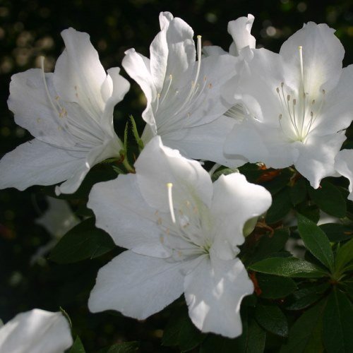 Azalea Magnifica Alba - 1.25Ltr - Image 2