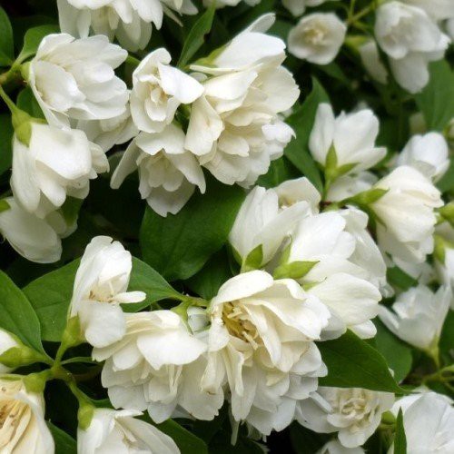 Philadelphus x Boule D'Argent, Mock Orange - Pb6.5