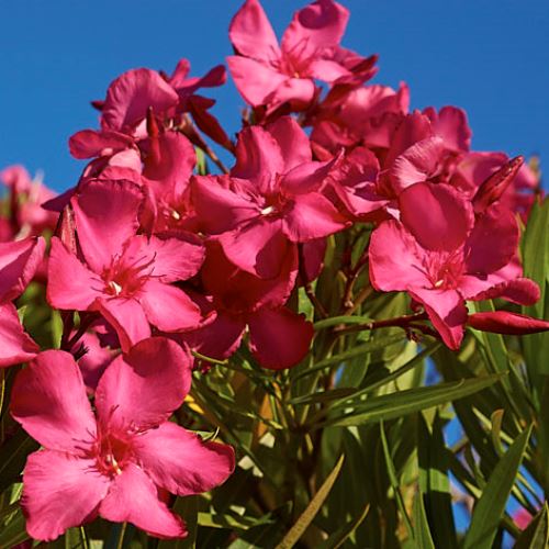 Nerium Dr. Golfin, Oleander - Pb6.5 - Image 2