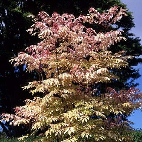 Cedrela s. Flamingo, Chinese Toon Tree - Pb40 - Image 2