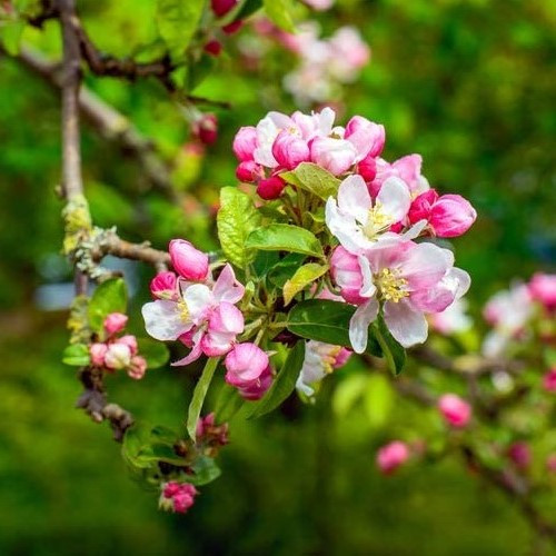 Malus Golden Hornet, Crabapple - Pb18 - Image 2