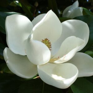 Magnolia D. D. Blanchard - Pb6.5/4Ltr