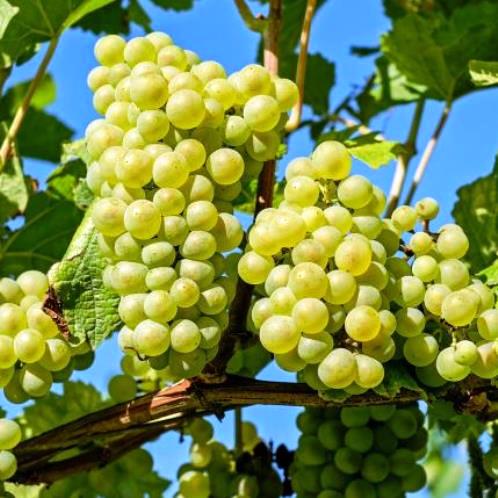 Grape White Diamond - Pb5/Pb6.5 - Image 2