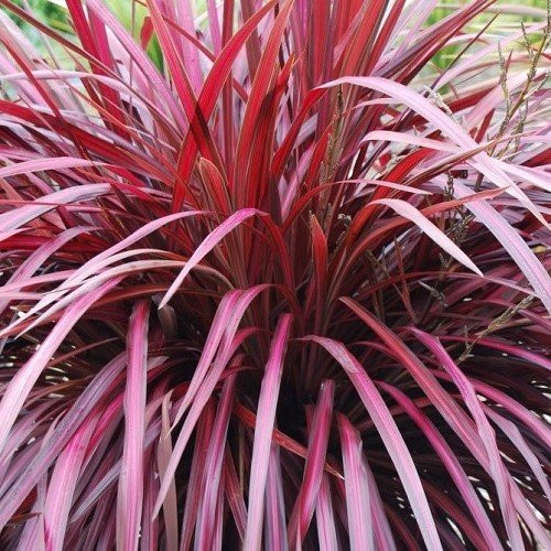 Cordyline x Zumba, Cabbage Tree - 2.5Ltr