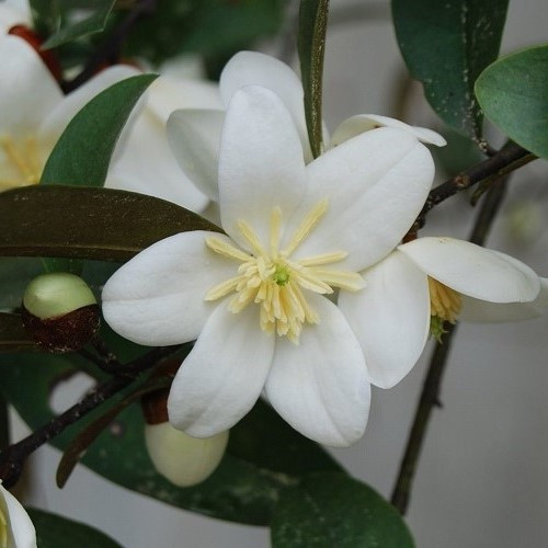 Michelia Snow White - 2.5Ltr (40/60)