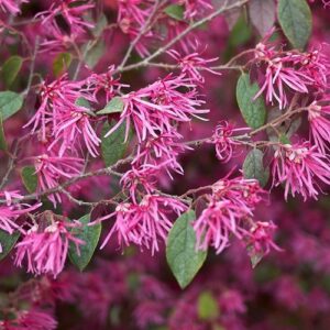 Loropetalum Burgundy - Pb5 (20/50)