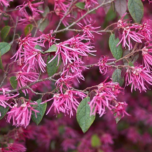 Loropetalum Burgundy - Pb5 (20/50)