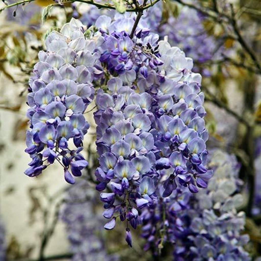 Wisteria s. Blue Sapphire - Pb6.5 - Image 2