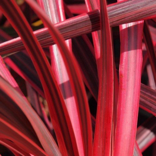 Cordyline x Salsa - Pb6.5 - Image 2