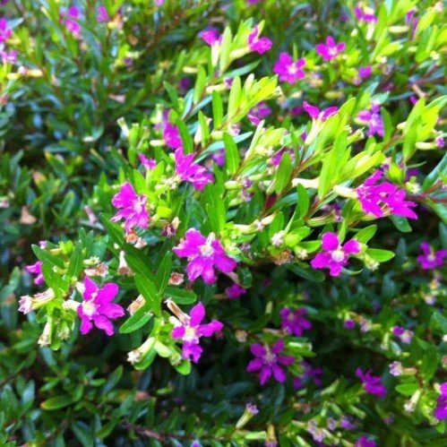 Cuphea Rob's Mauve - 1Ltr