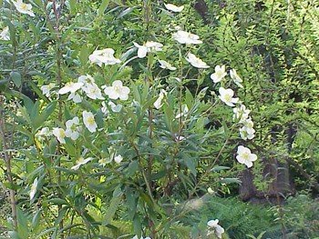Carpenteria californica - pb6.5 (20/30)