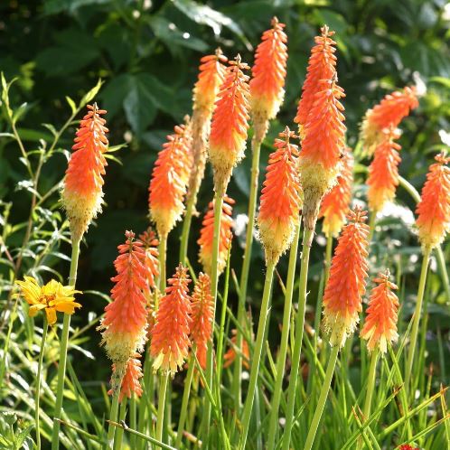 Kniphofia - Pb6.5 - Image 2