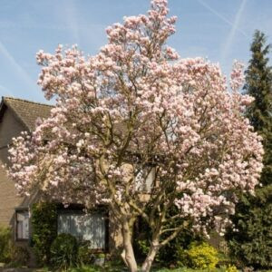 Magnolia soulangeana, Saucer Magnolia - Pb12