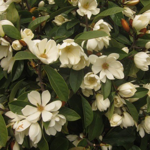 Magnolia Fairy Cream - Pb28 - Image 2
