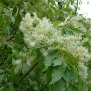 Fraxinus spaethiana, Spaths Ash - Pb18