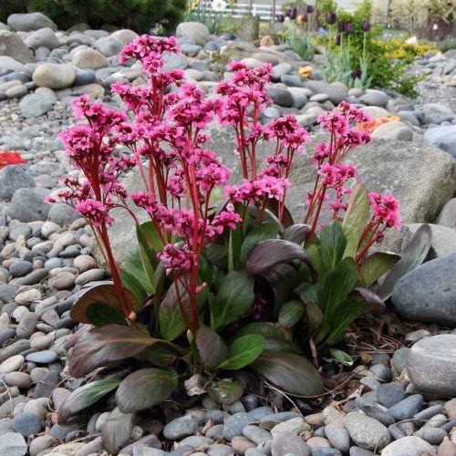 Bergenia Dragonfly - 2.5Ltr - Image 2