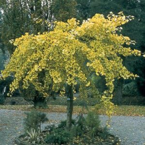 Gingko Pendula, Weeping Maidenhair - Pb28