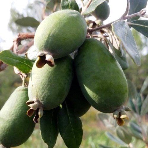 Feijoa Mammoth - Pb6.5