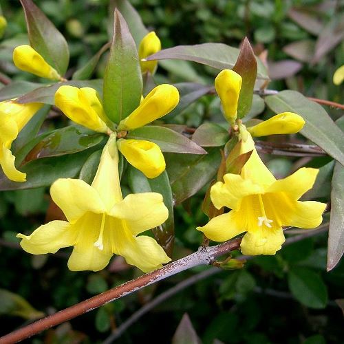 Gelsemium sempervirens, Carolina Jasmine - 2.5Ltr - Image 2