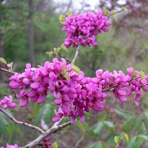 Cercis chinensis - Image 2