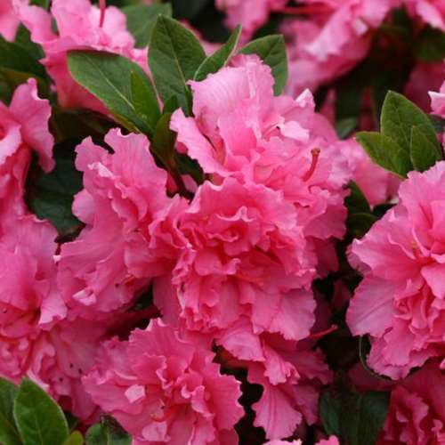 Azalea Dancer - 1.25Ltr - Image 2