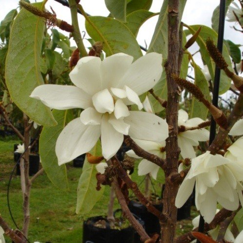 Michelia Silver Cloud - Pb28 - Image 2