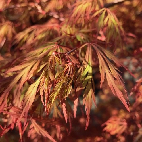 Acer palmatum dissectum Orangeola - Image 2
