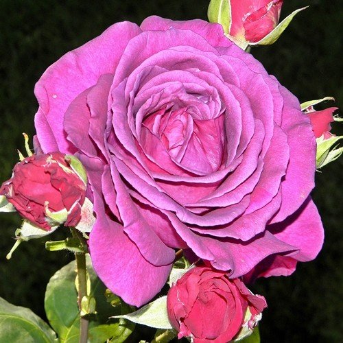 Rose Big Purple (bush, hyb. tea) - Image 2