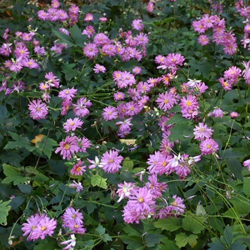 Anemone japonica Prince Henry - 0.5L - Image 2