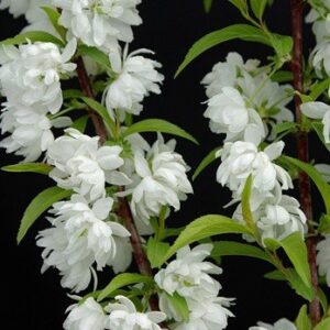 Prunus Alba Plena, Dwarf Flowering Almond - Pb8/Pb12 (90/150)
