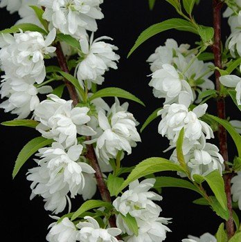 Prunus Alba Plena, Dwarf Flowering Almond - Pb8/Pb12 (90/150)