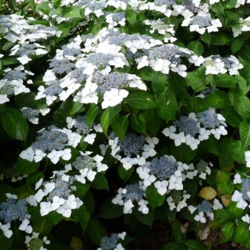 Hydrangea White Wave - Pb6.5 (30/50) - Image 2
