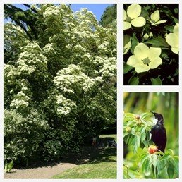 Cornus capitata - Pb6.5