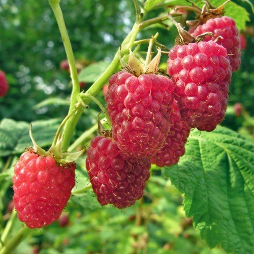 Raspberry Heritage - Pb5/Pb6.5 - Image 2