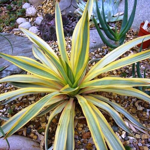 Yucca Banana Split - 2.5Ltr - Image 2