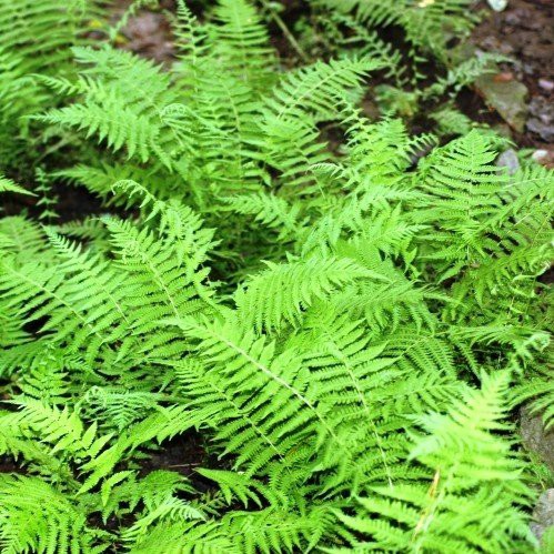 Polystichum braunii, Holly Fern - Pb3/5