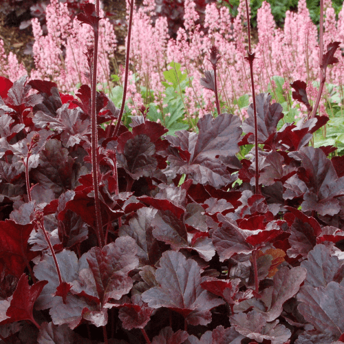 Heuchera Obsidian - 1.5L - Image 2