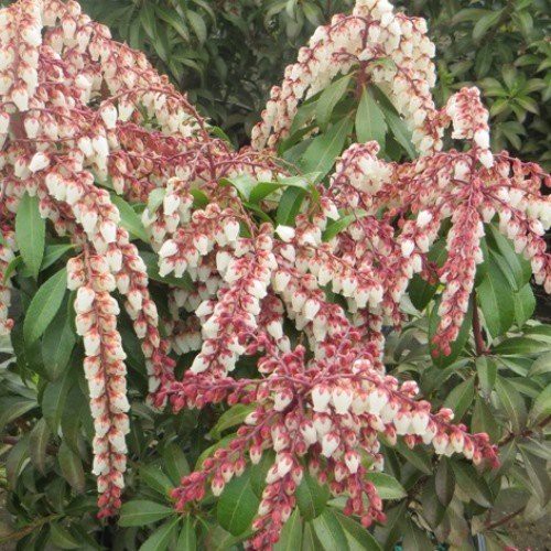 Pieris Dorothy Wyckoff - 2Ltr