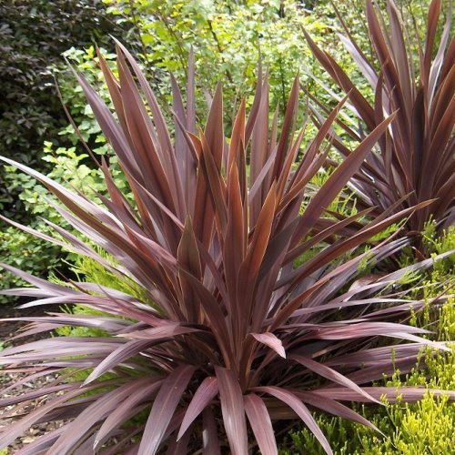 Cordyline australis Purple Tower - Pb6.5 - Image 2